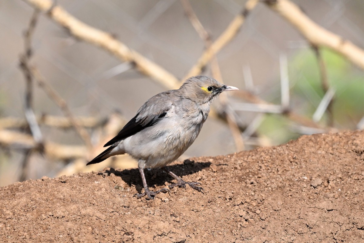 Wattled Starling - ML644955960