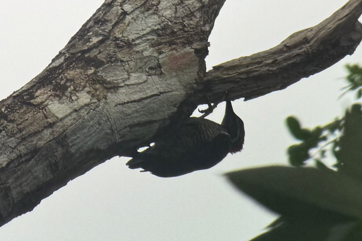 Picamaderos Barbinegro - ML644955965