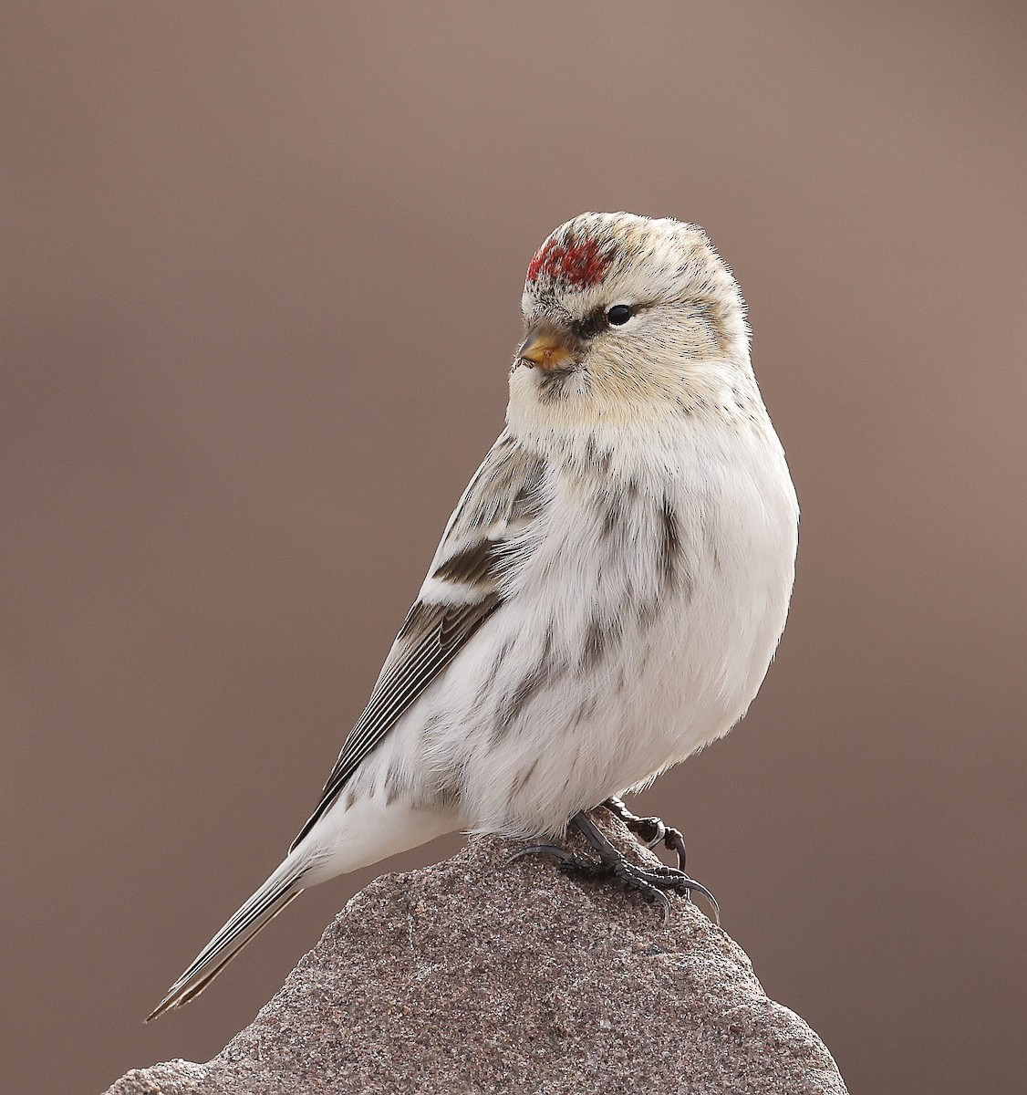 Redpoll (Hoary) - ML644955969