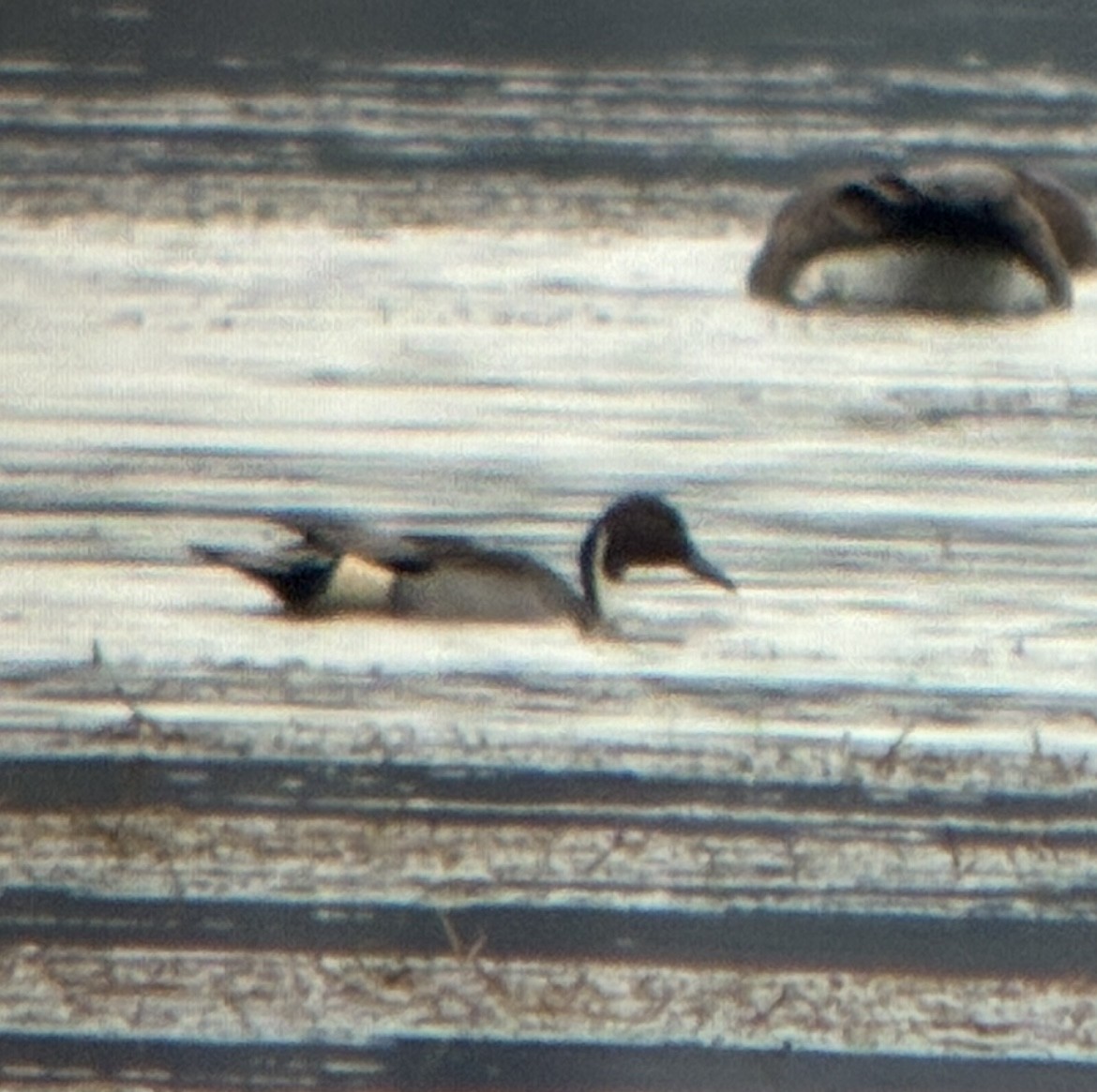Northern Pintail - ML644955972