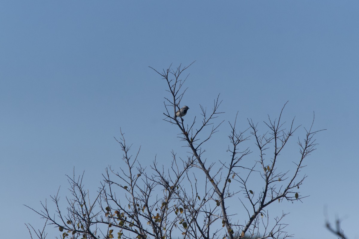 Black-throated Sparrow - ML644955990