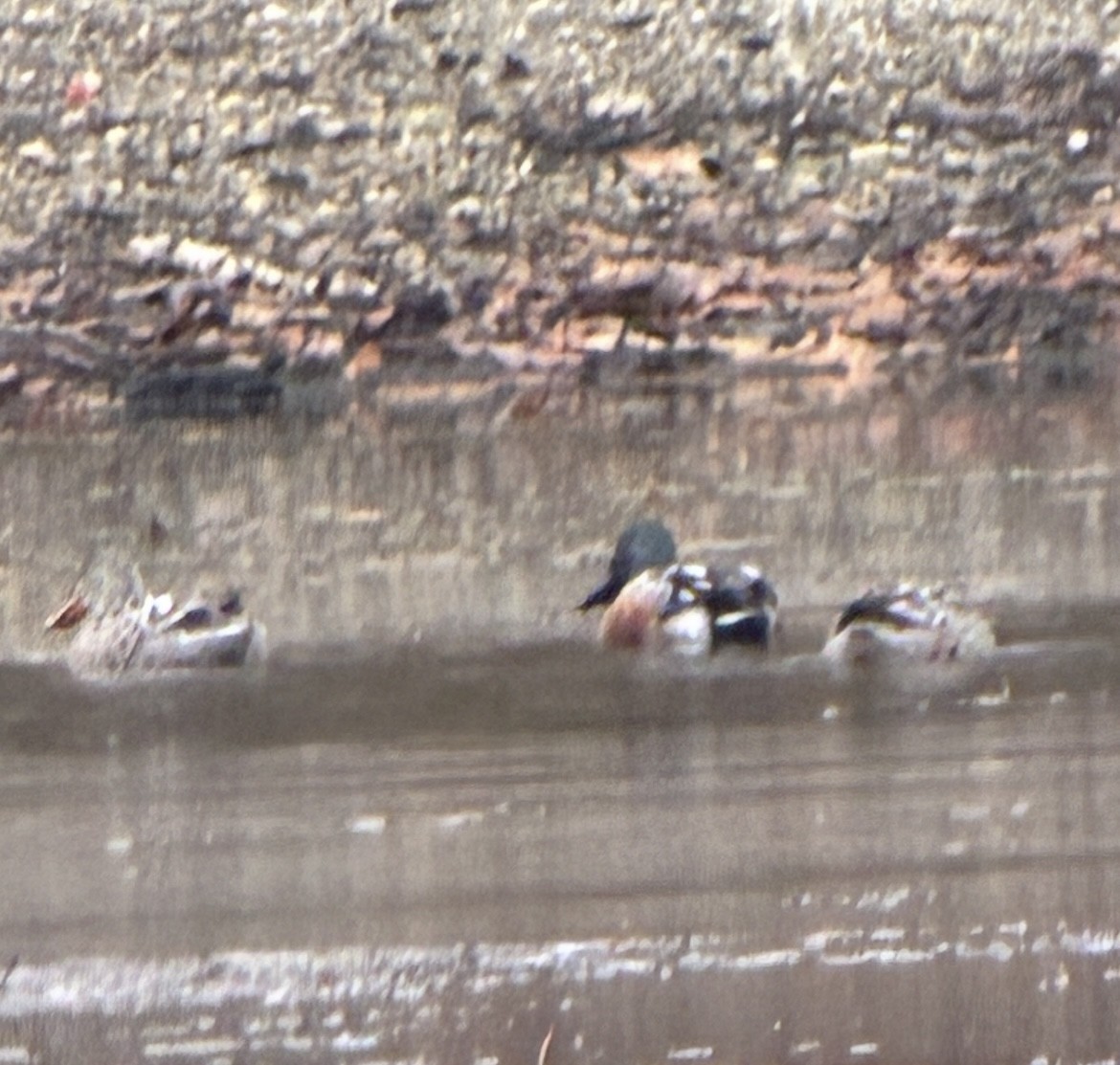 Northern Shoveler - ML644955991
