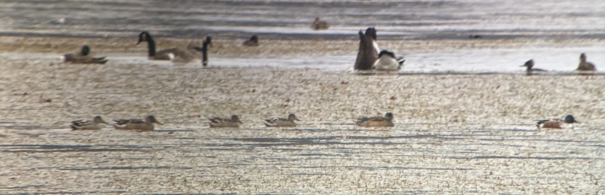 Northern Shoveler - ML644955992