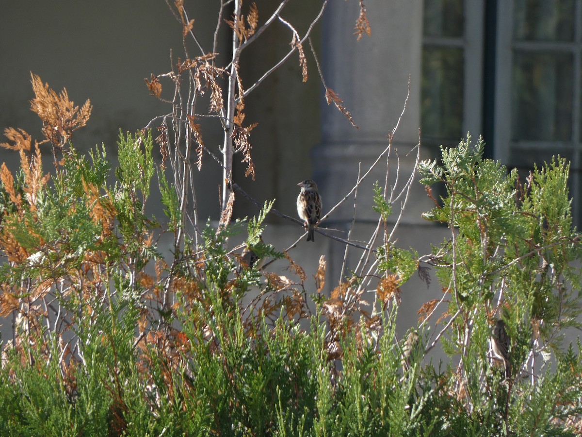 House Sparrow - ML644955993