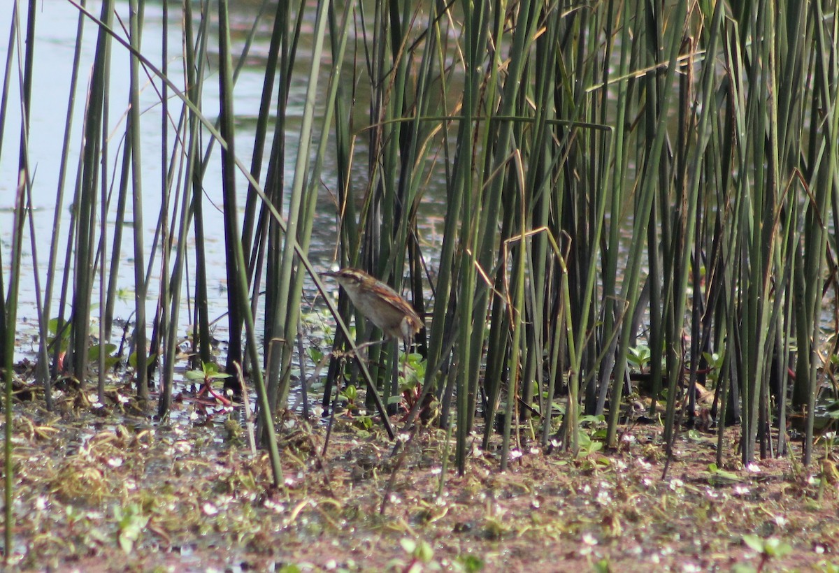 Wren-like Rushbird - ML644955997