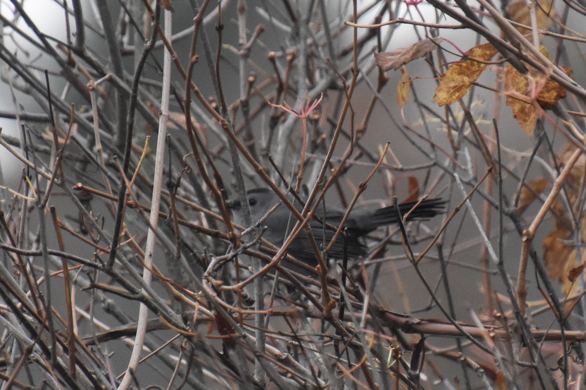 Gray Catbird - ML644956001