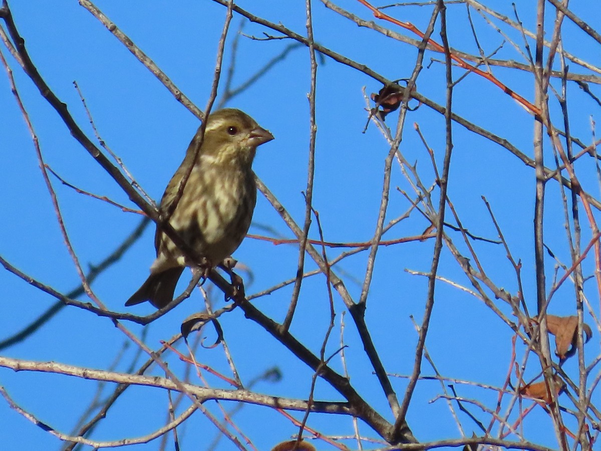 Camachuelo Purpúreo (californicus) - ML644956002