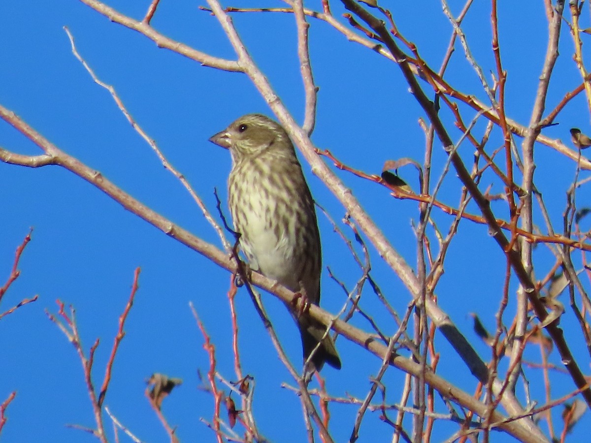 Camachuelo Purpúreo (californicus) - ML644956003