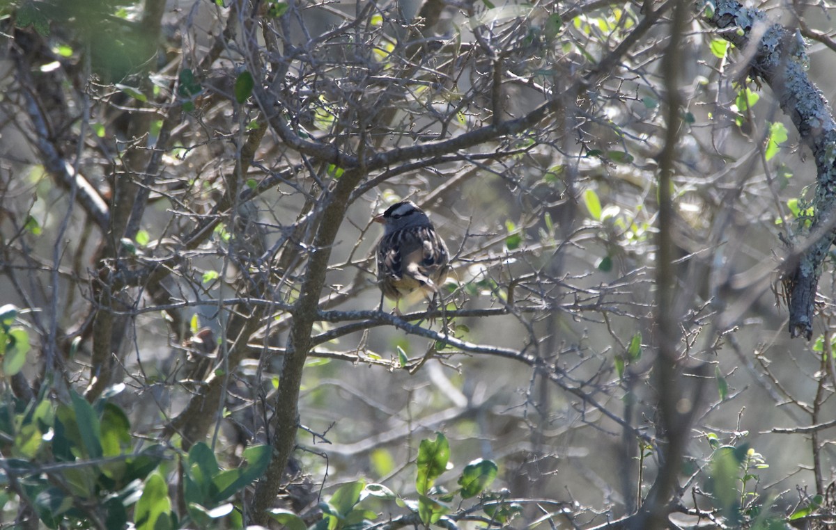 White-crowned Sparrow - ML644956013