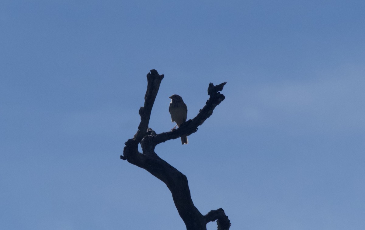 Vesper Sparrow - ML644956020