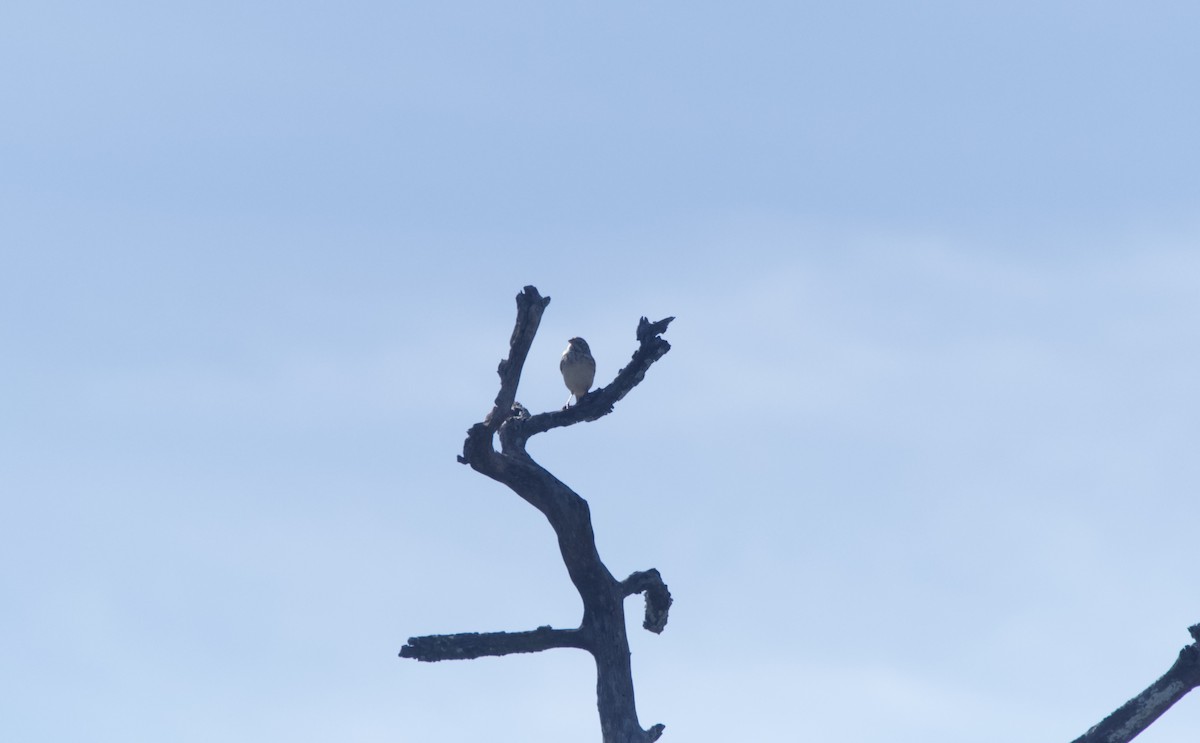 Vesper Sparrow - ML644956021