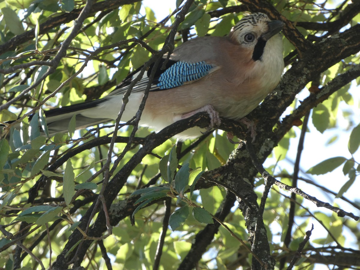 Eurasian Jay - ML644956022