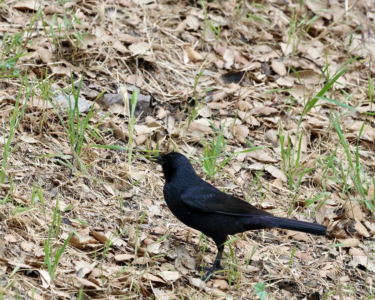 Austral Blackbird - ML644956026