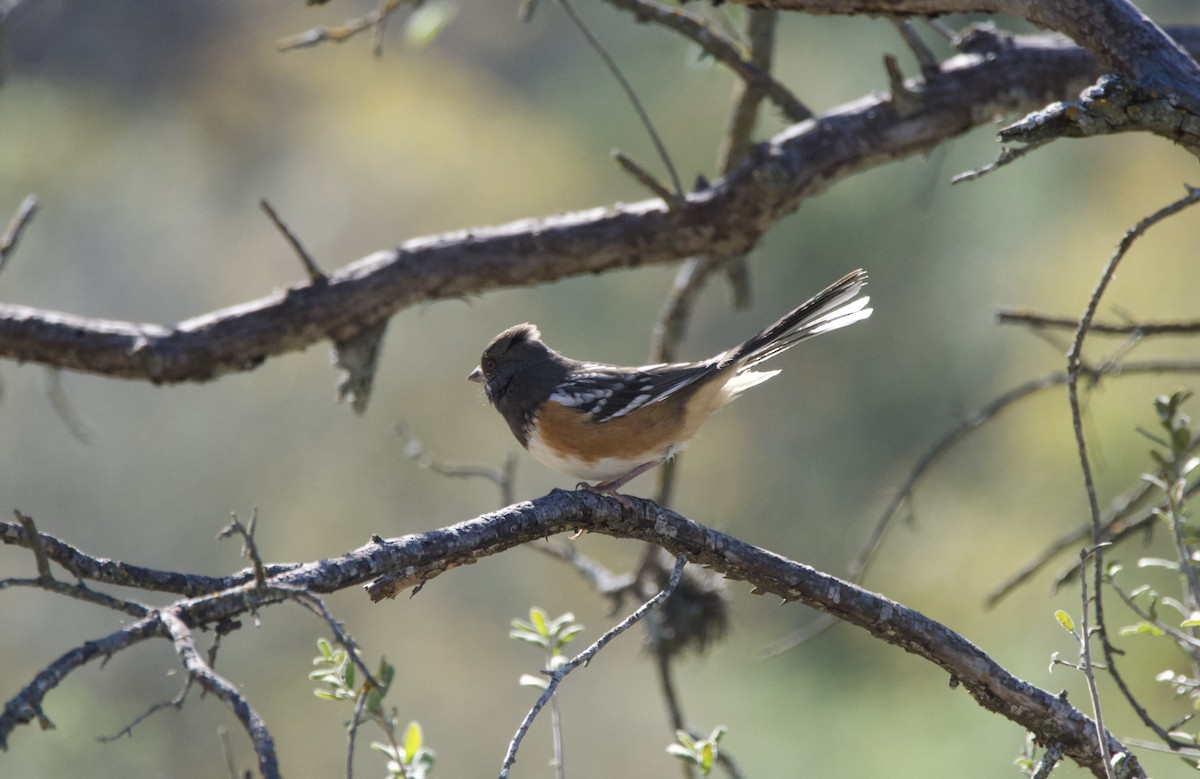 Spotted Towhee - ML644956031