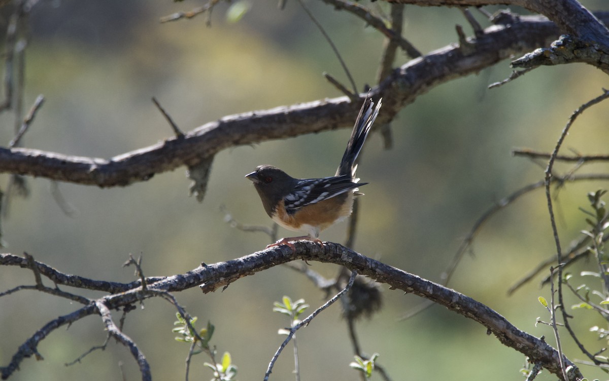 Spotted Towhee - ML644956032