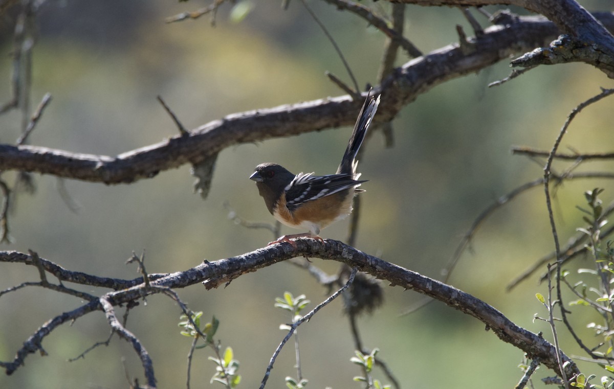 Spotted Towhee - ML644956033