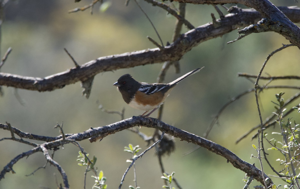 Spotted Towhee - ML644956034