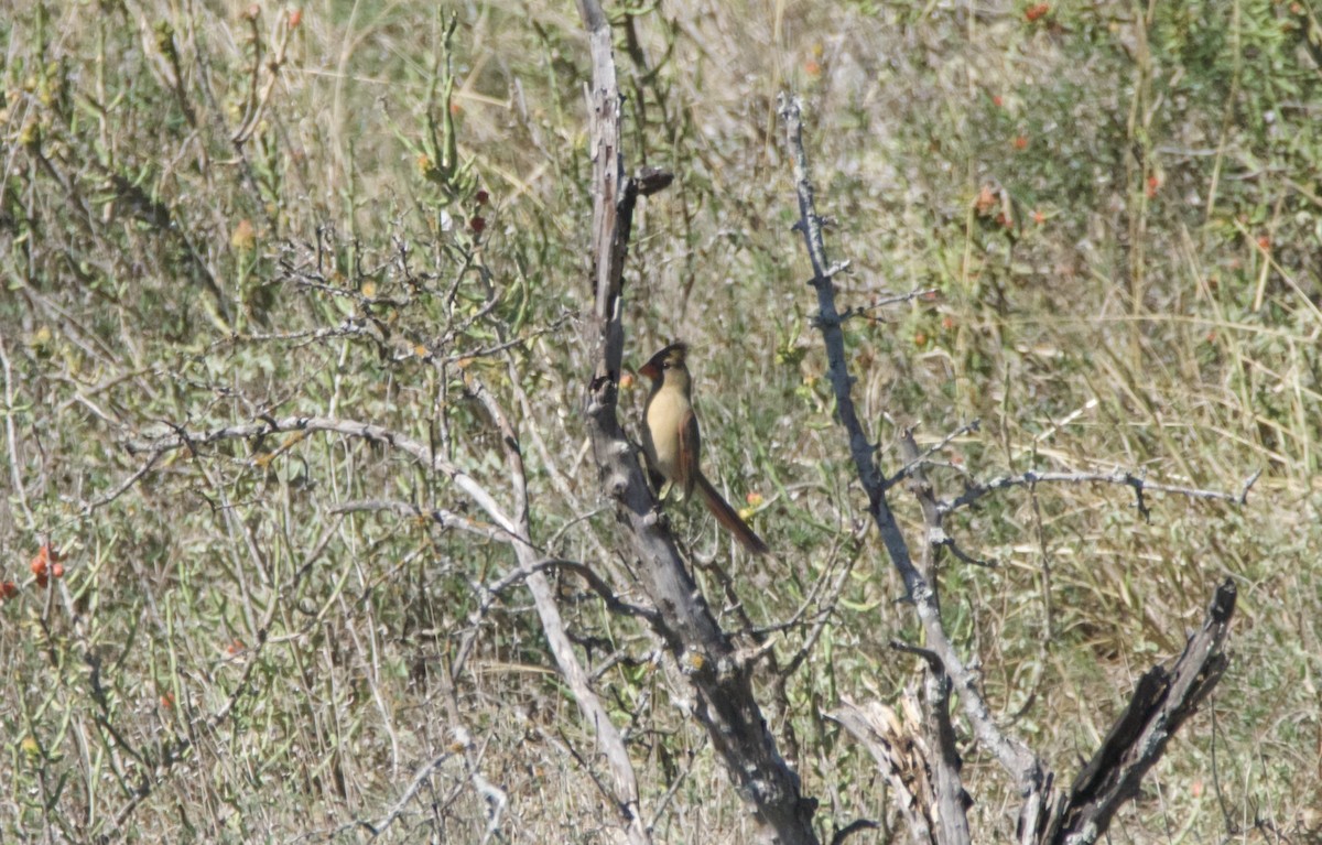 Northern Cardinal - ML644956042