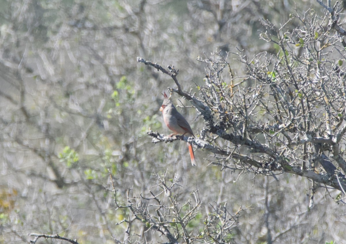 Pyrrhuloxia - ML644956047
