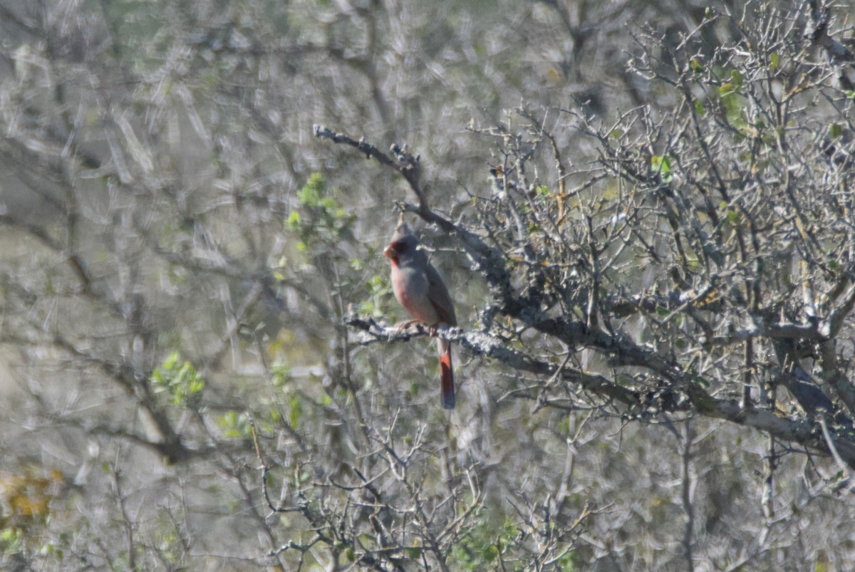 Pyrrhuloxia - ML644956049