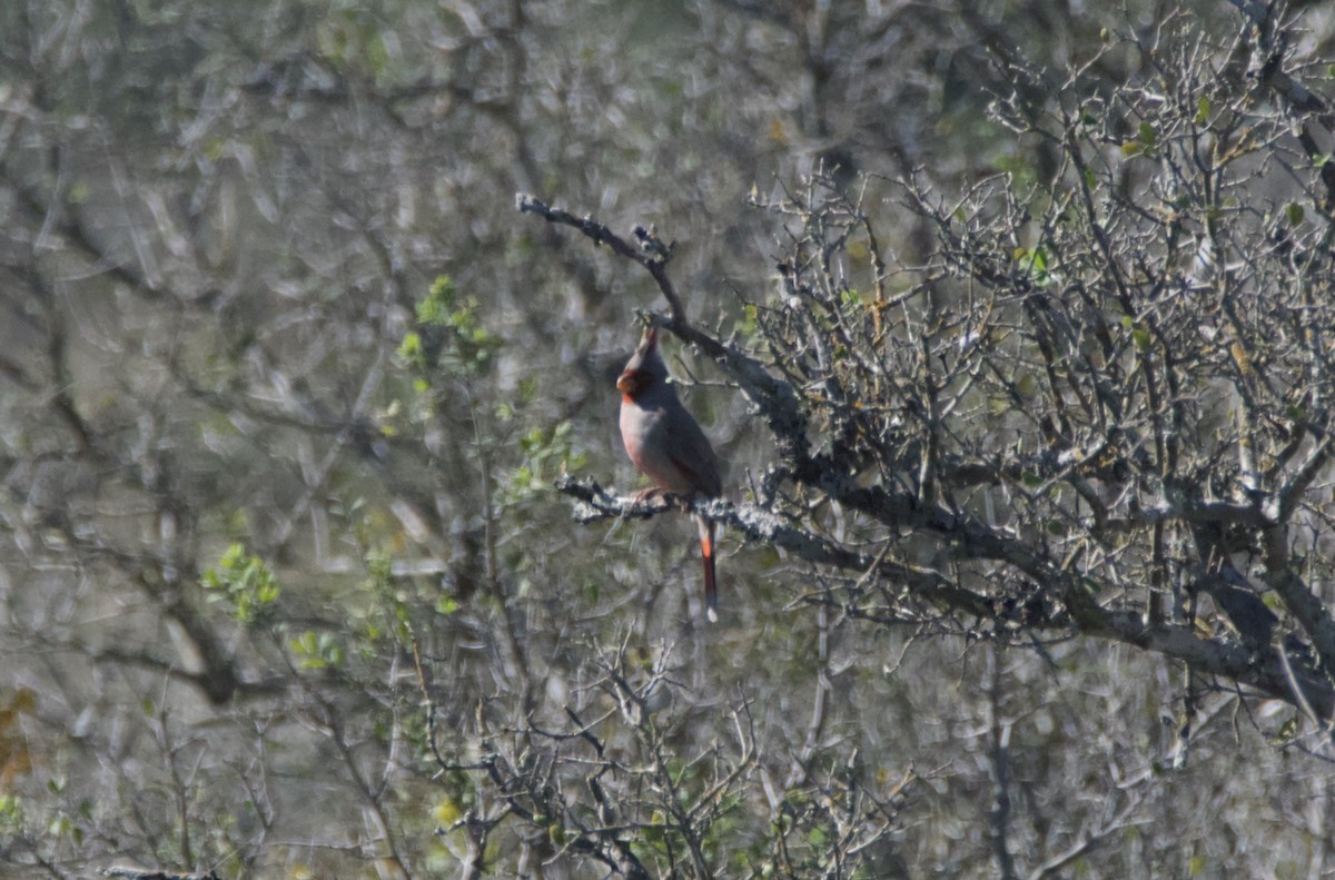 Pyrrhuloxia - ML644956050