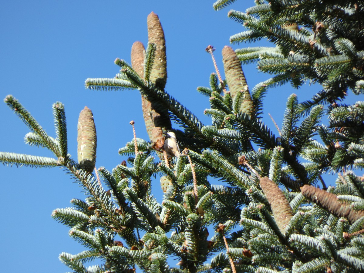 Coal Tit - ML644956053