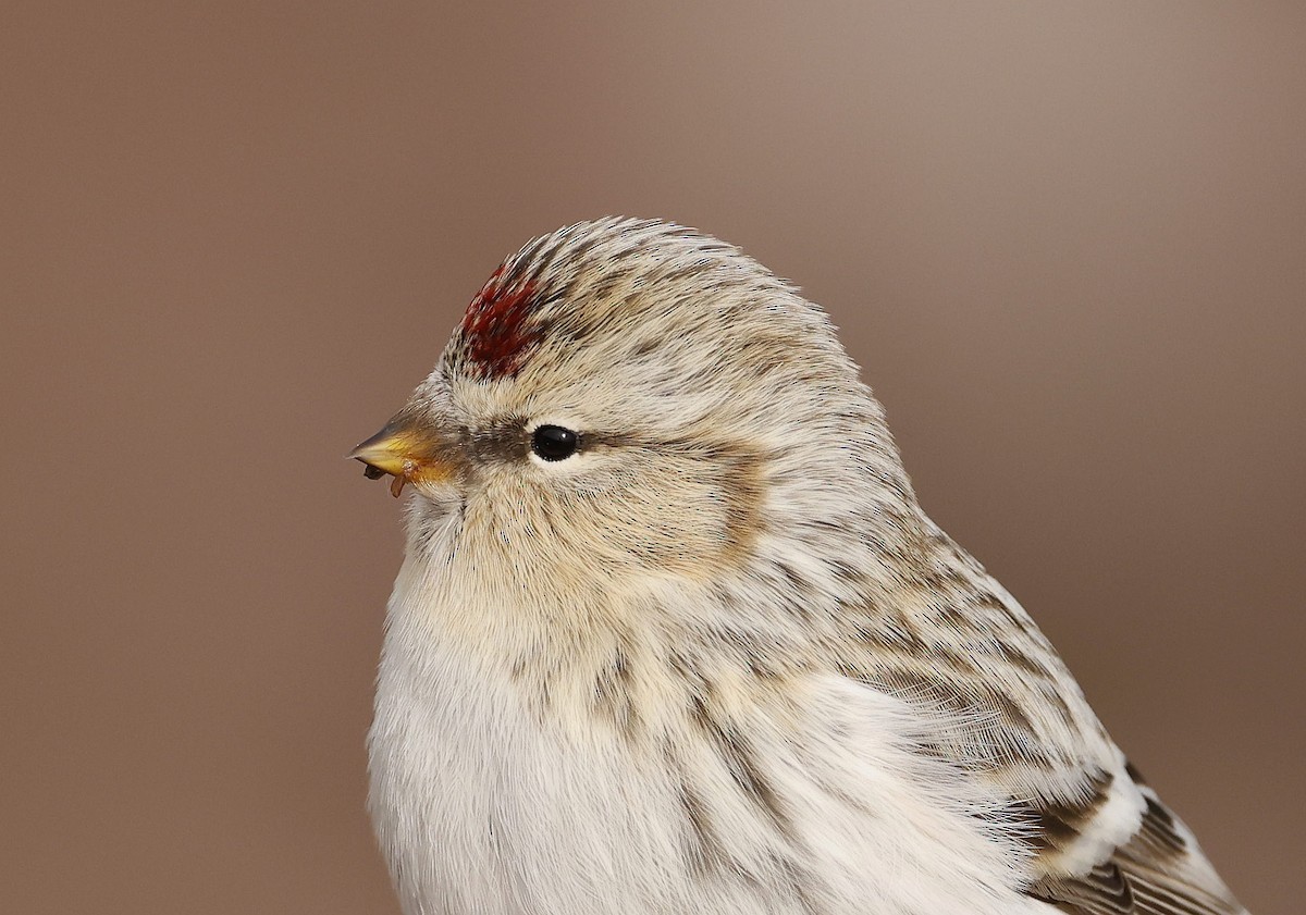 Redpoll (Hoary) - ML644956055