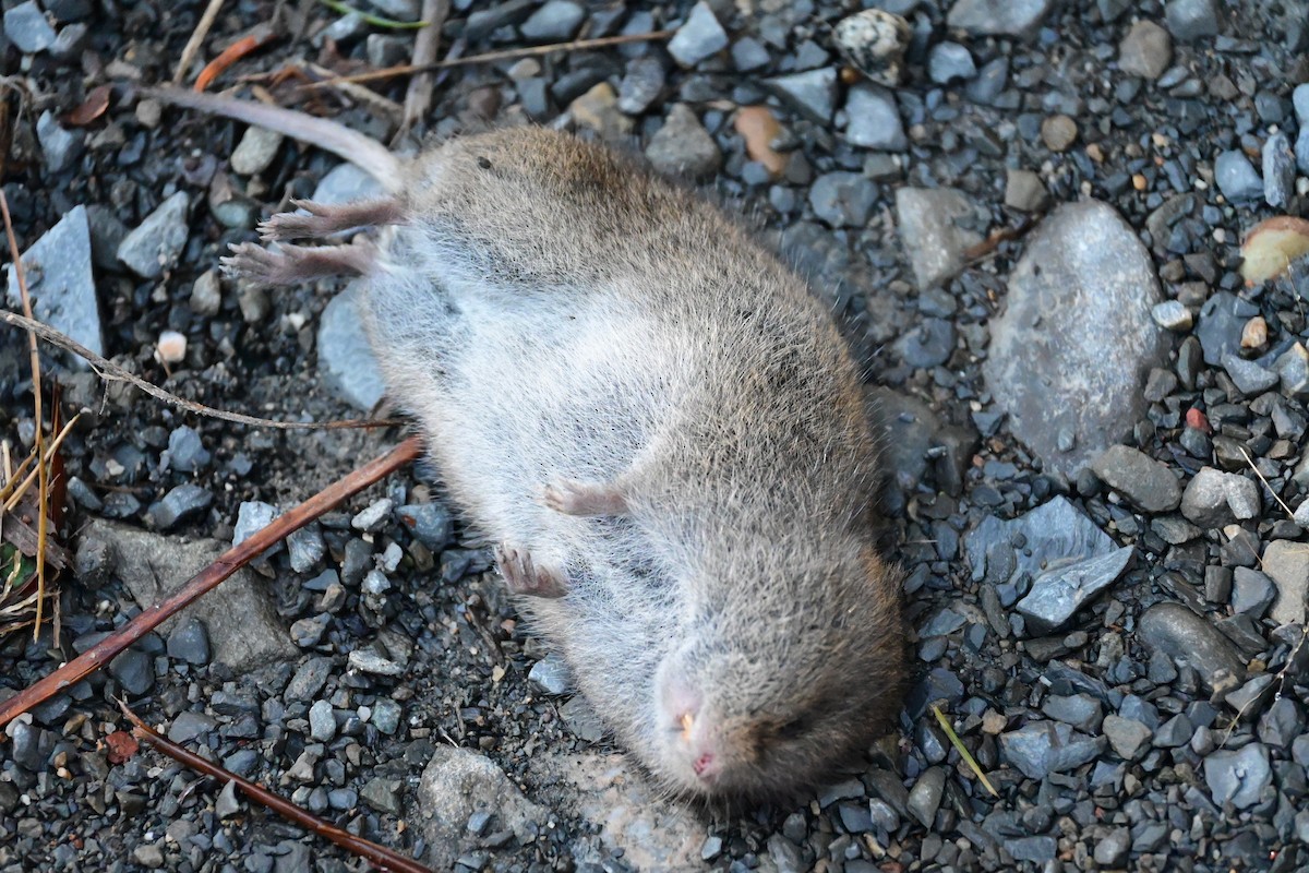 Hamsters, Voles, Lemmings, and Allies - ML644956057