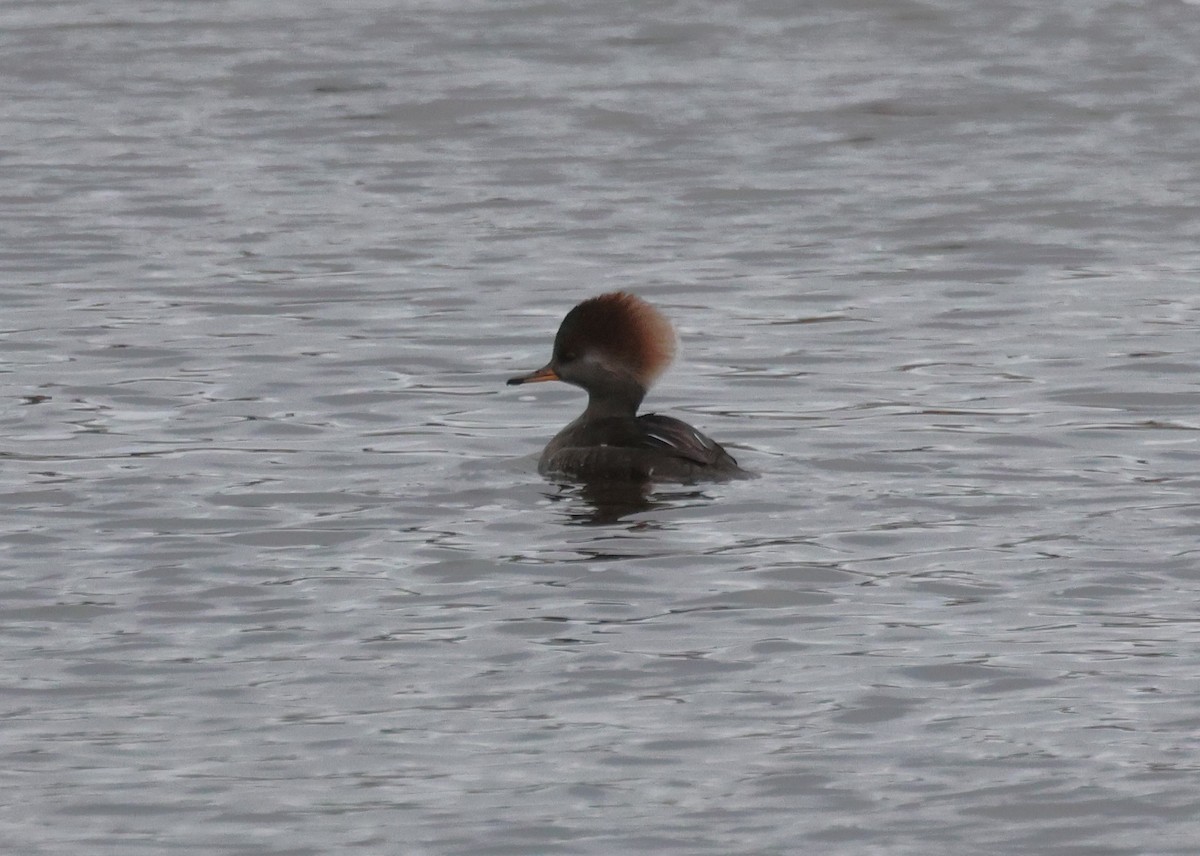 Hooded Merganser - ML644956058
