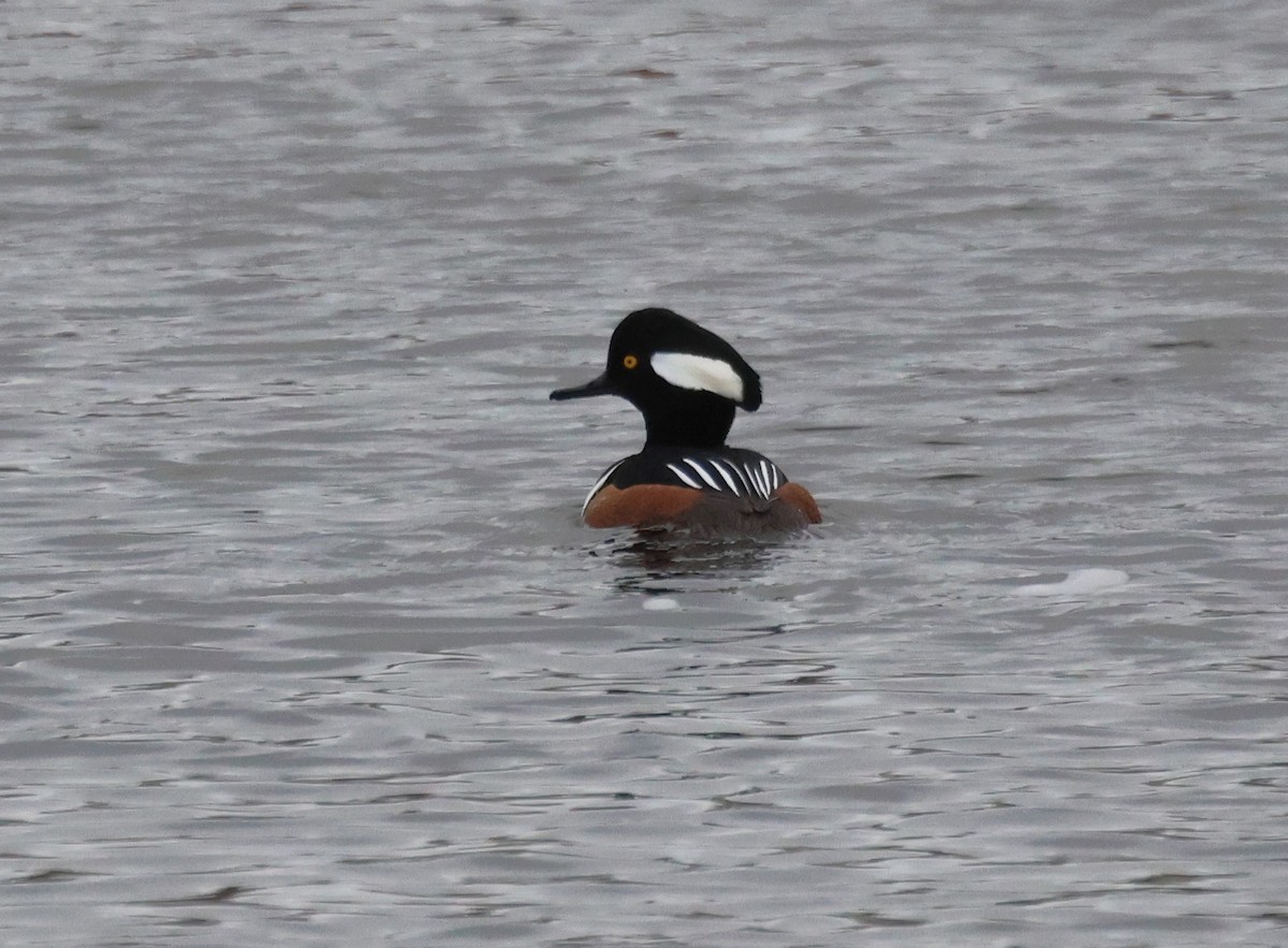 Hooded Merganser - ML644956059