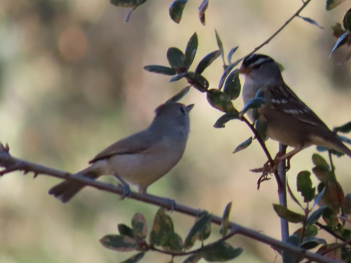 Oak Titmouse - ML644956060
