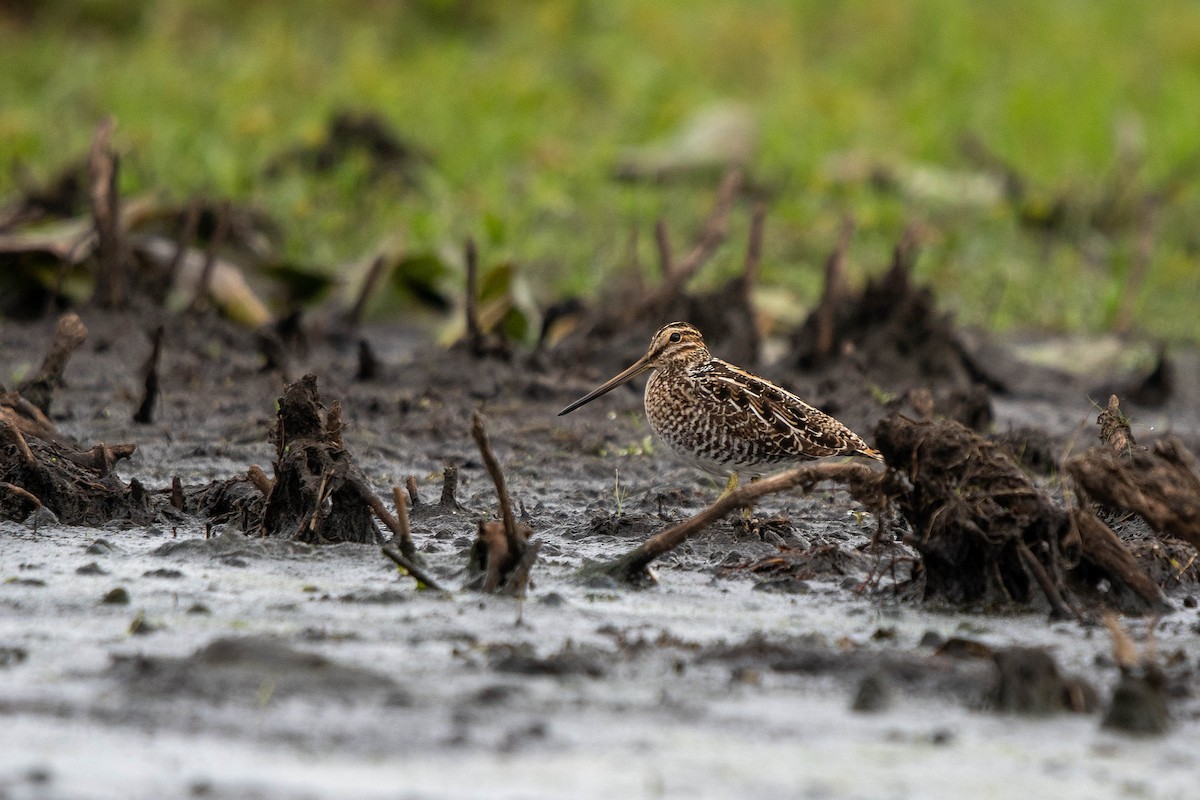 Wilson's Snipe - ML644956062