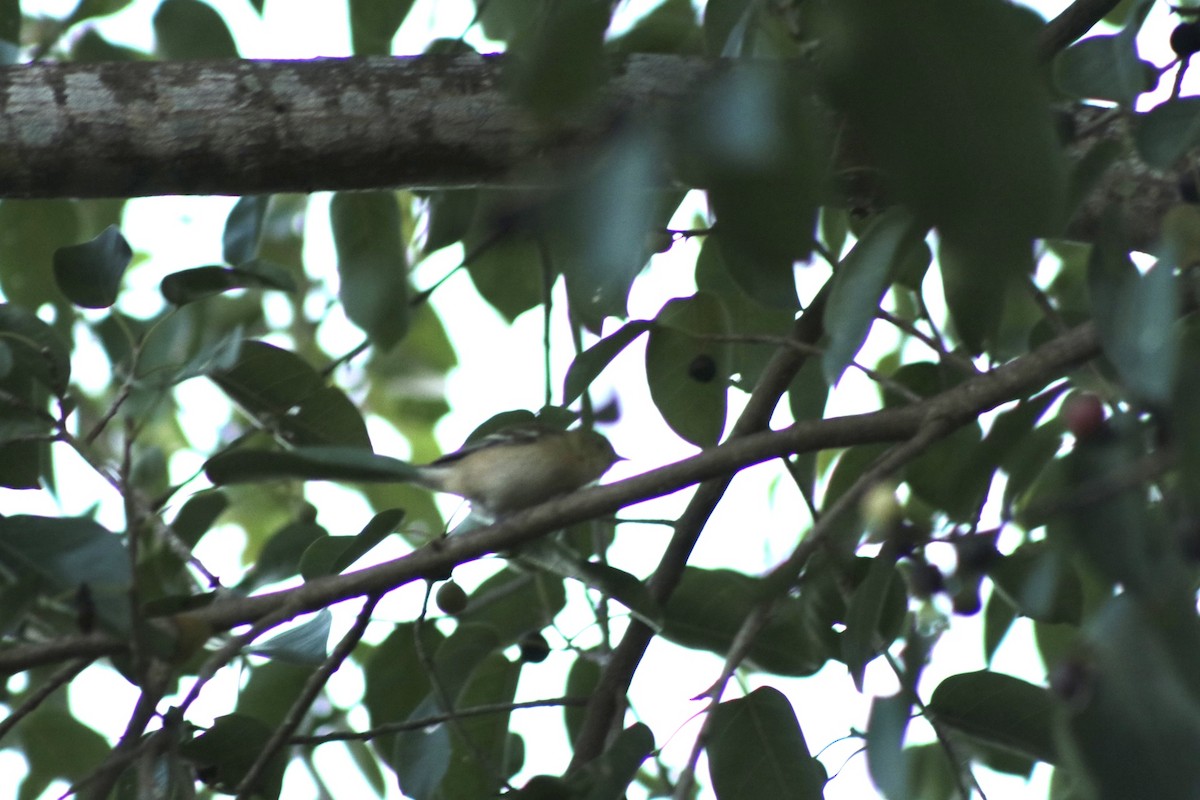 Bay-breasted Warbler - ML644956064