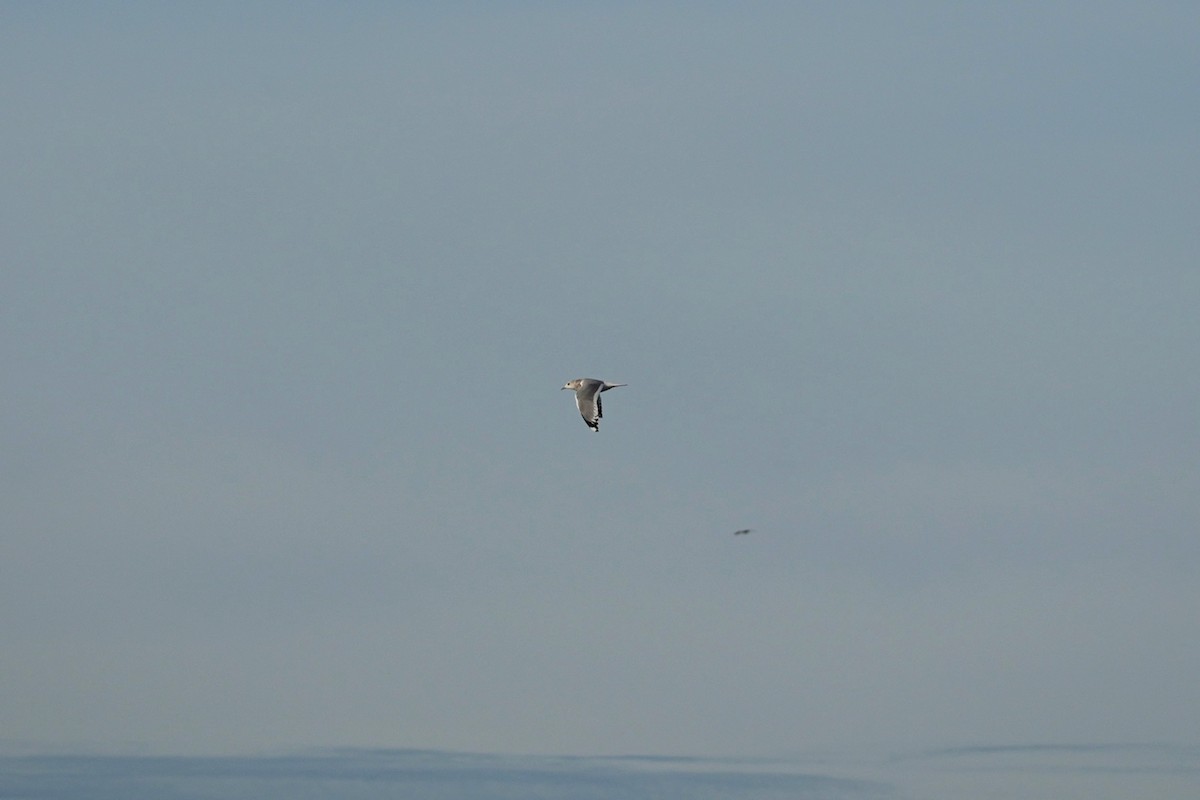 Short-billed Gull - ML644956065