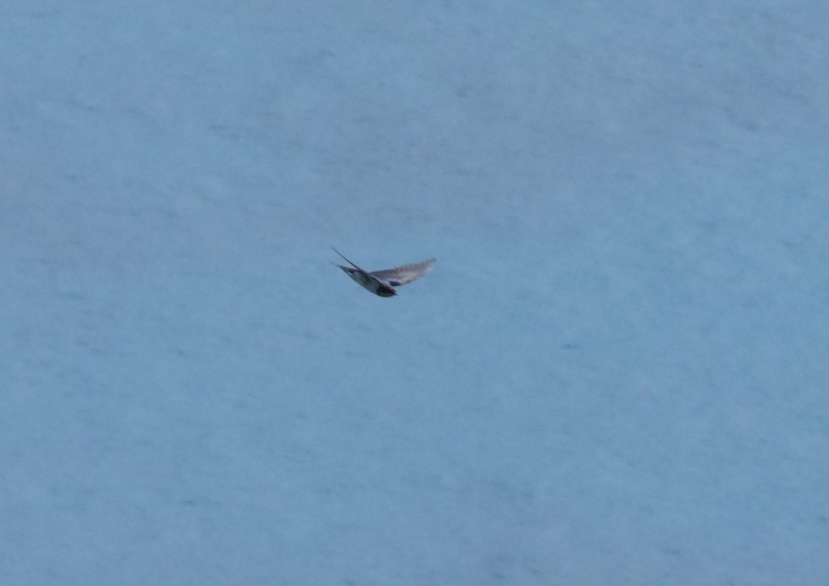 Barn Swallow - ML644956066