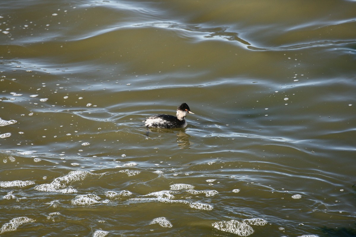 Eared Grebe - ML644956068
