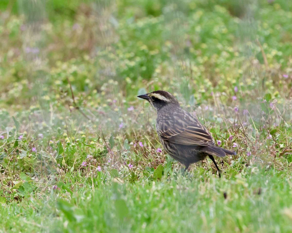 Yellow-winged Blackbird - ML644956072