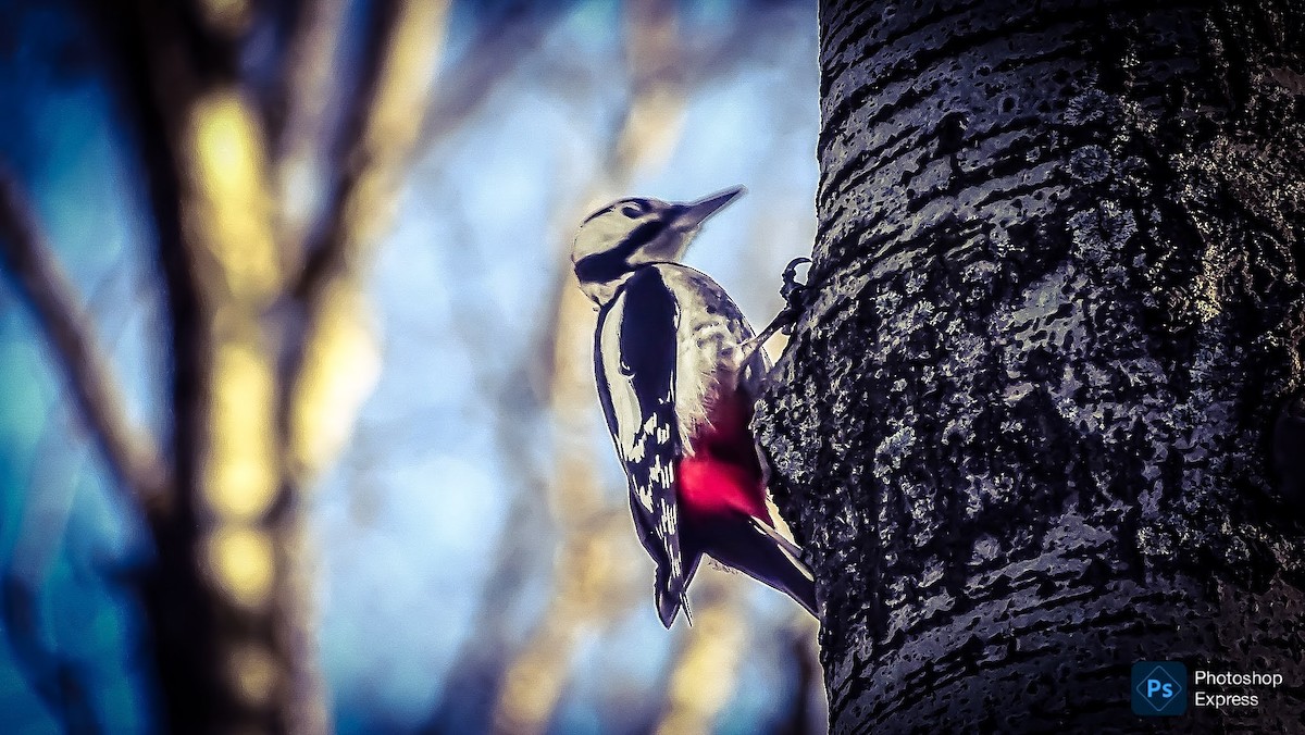 Great Spotted Woodpecker - ML644956074