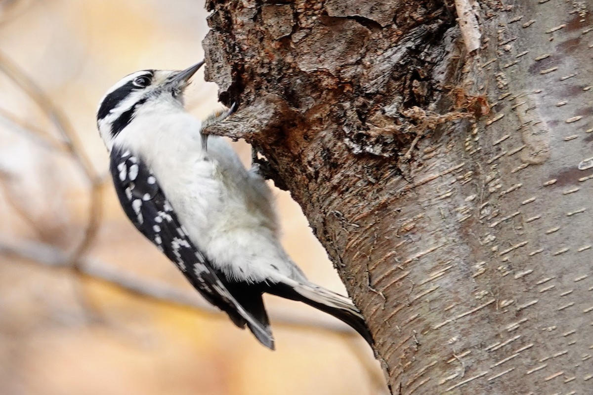 Downy Woodpecker - ML644956081