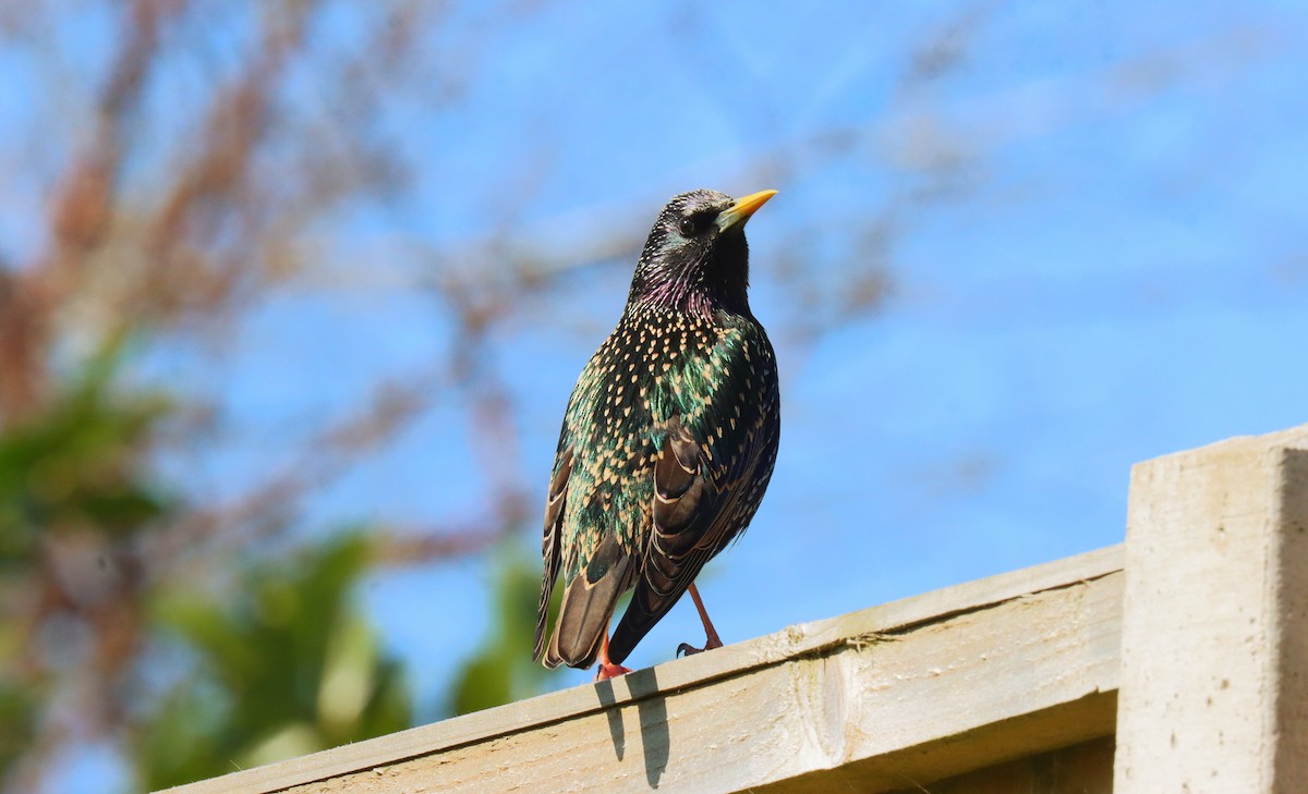 European Starling - ML644956083