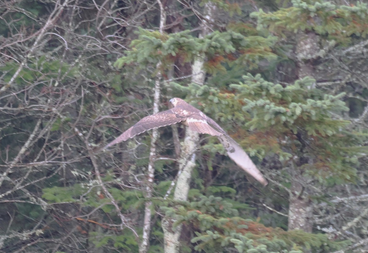 Red-tailed Hawk - ML644956085
