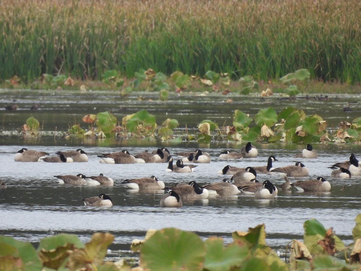 Canada Goose - ML644956086