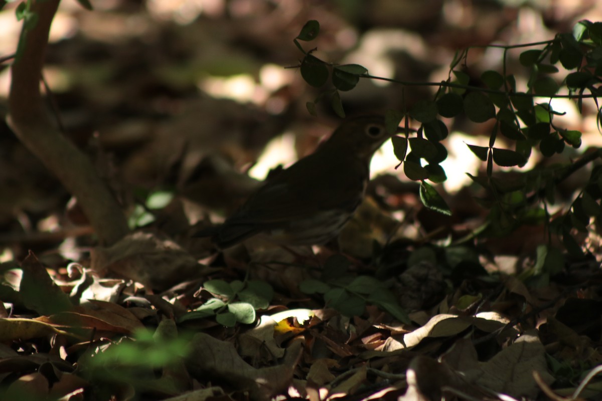 Ovenbird - ML644956089