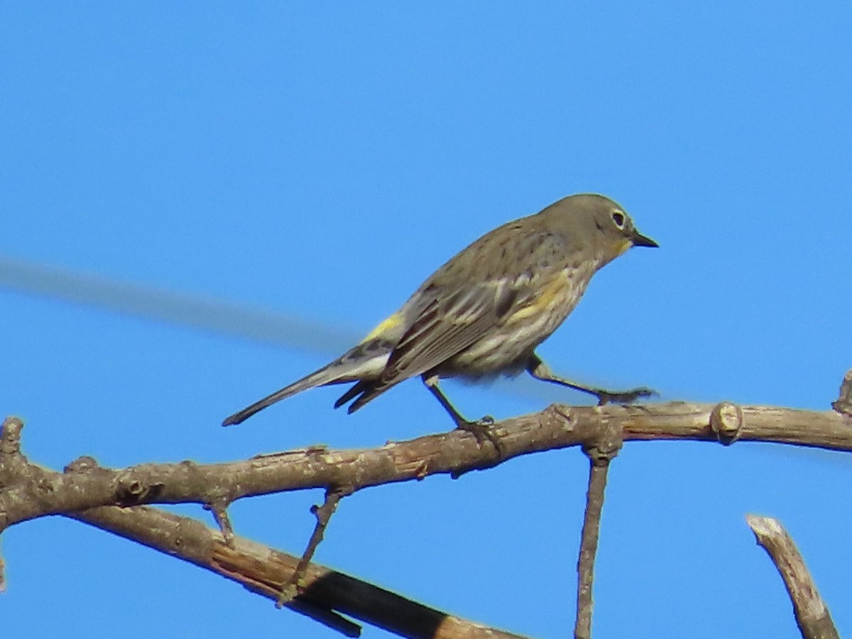 Yellow-rumped Warbler - ML644956092