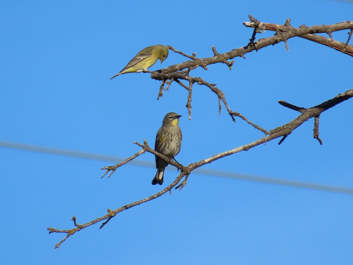 Yellow-rumped Warbler - ML644956093