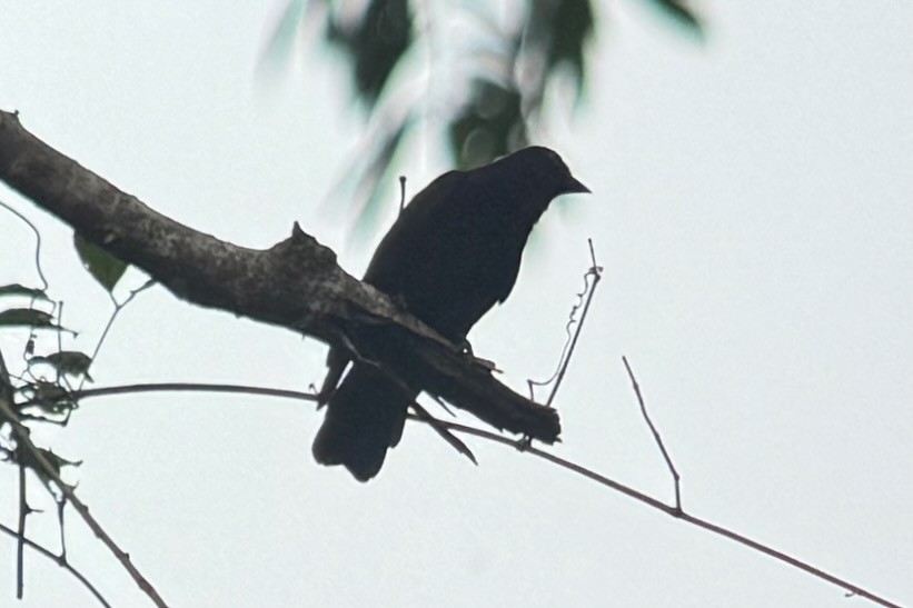 Purple-throated Fruitcrow - ML644956094