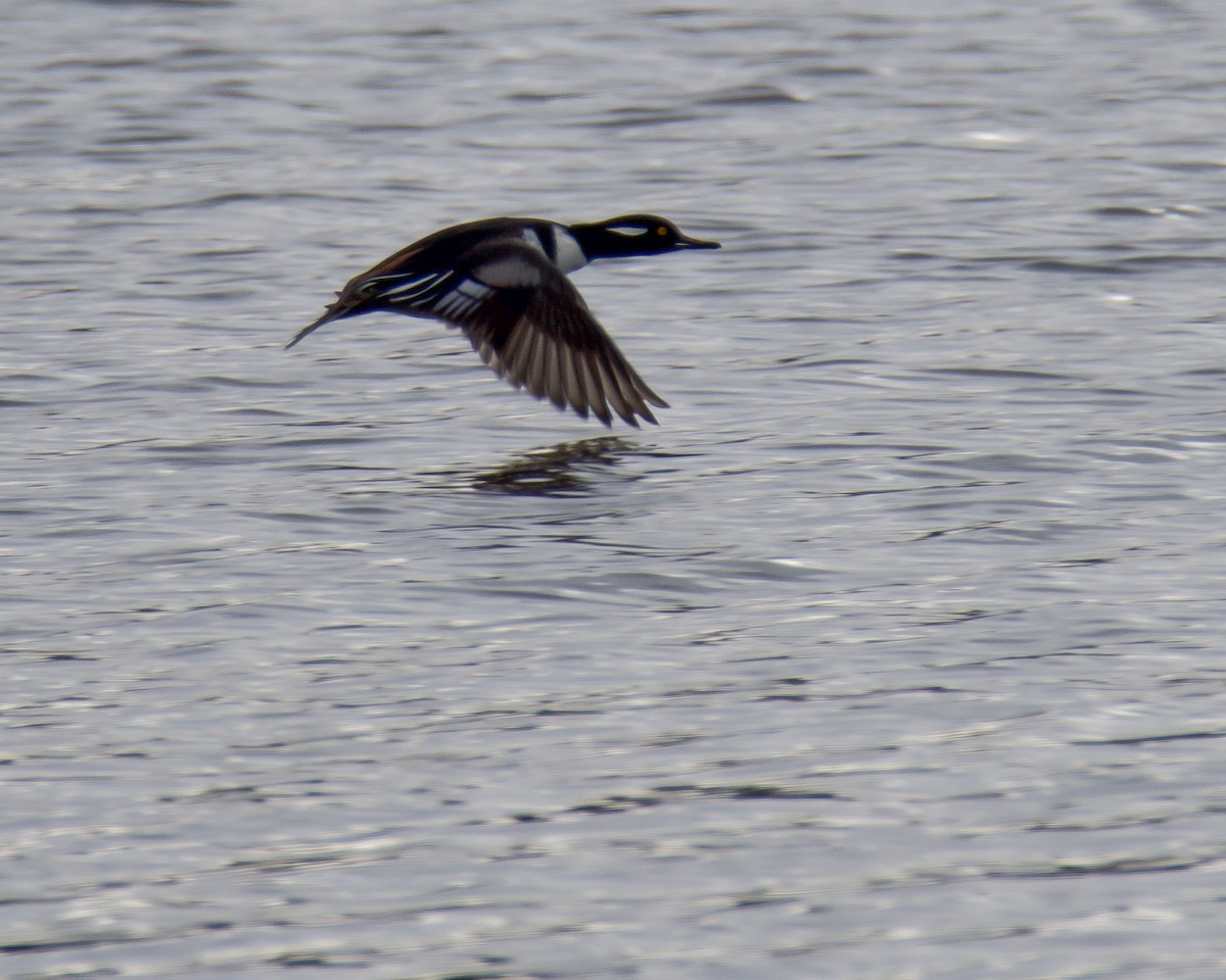 Hooded Merganser - ML644956104