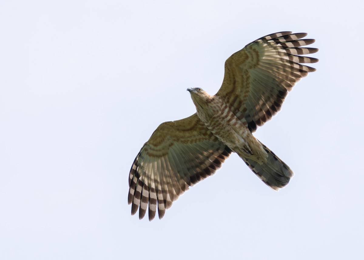 Jerdon's Baza - ML644956116