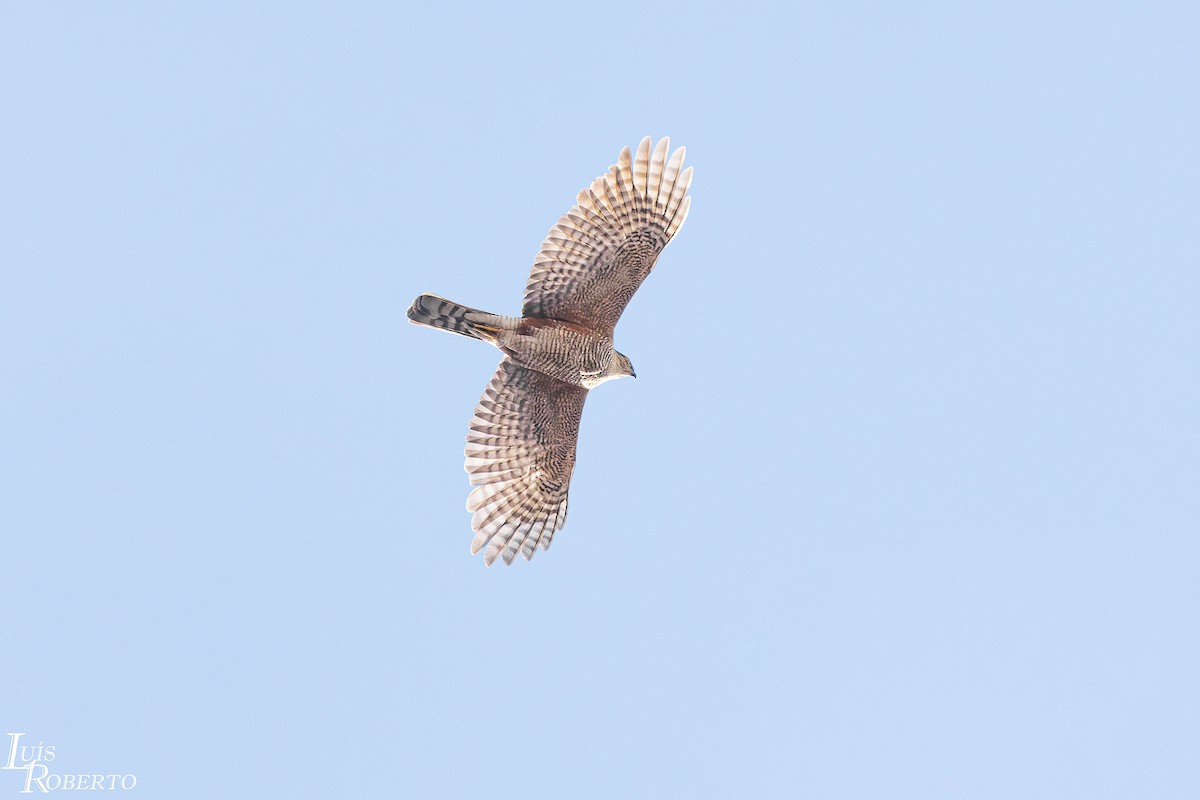 Sharp-shinned Hawk - ML644956119