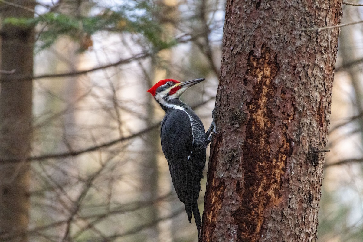 Kuzey Amerika Kara Ağaçkakanı - ML644956134